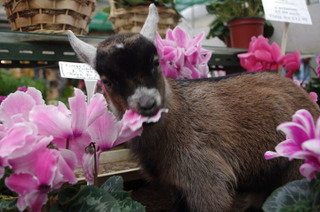 Illustration for article titled Holy Shit, Look at This Baby GoatÂ